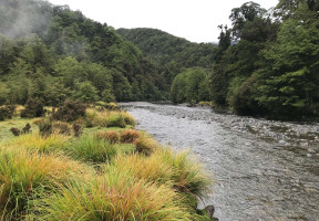 Photo of a fast running river, with plants along it, and surrounded by dense forest.